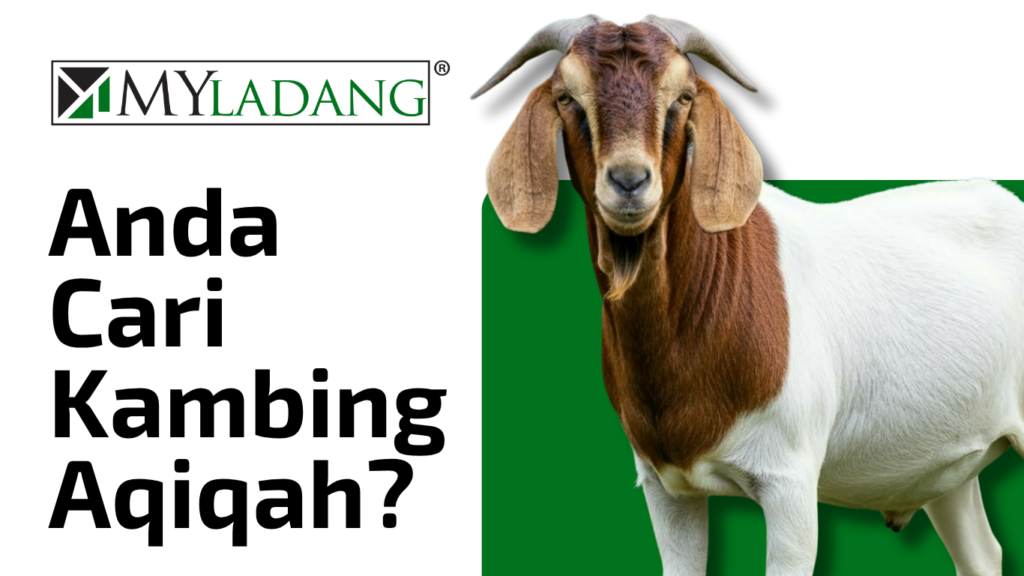 kambing aqiqah myaldang ada di sabak bernam