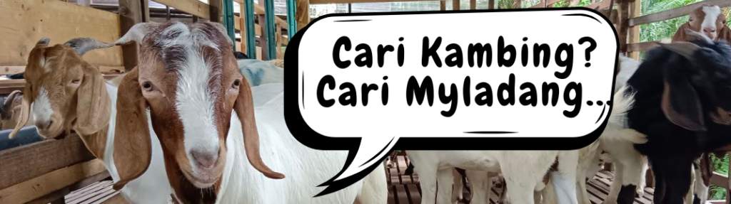 kambing aqiqah ladang utama di sabak bernam